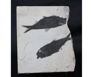 DOUBLE FISH FOSSIL