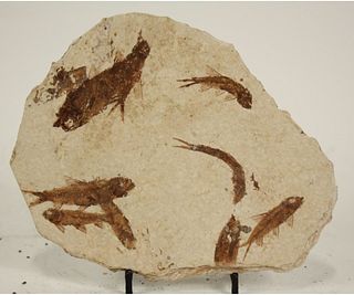 HIGH DETAIL 9 FISH FOSSIL