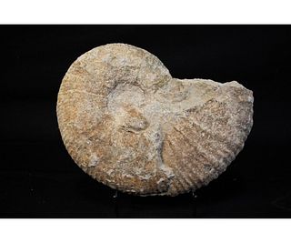 GIANT 12 INCH AMMONITE FOSSIL
