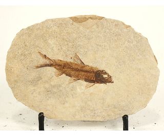 HIGH DETAIL FISH FOSSIL