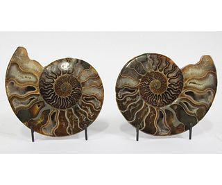 PAIR OF POLISHED AMMONITE SLICES