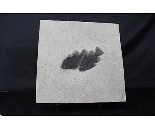 LARGE HIGH DETAIL FISH FOSSIL PLATE