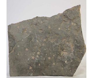 LARGE FOSSIL PLATE WITH 14 STARFISH