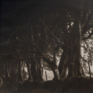 Lynn Geesaman
(American, b. 1938)
A pair of photographs from the South of England series (Path and Gate; Trees), 1991