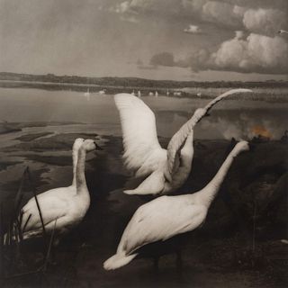 Lynn Geesaman
(American, b. 1938)
A group of six photographs from the  Natural History series, 1985