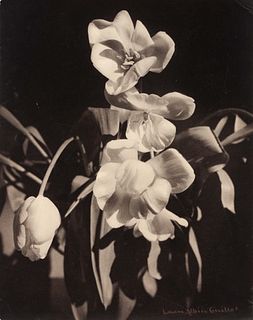 Laure Albin Guillot
(French, 1879-1962)
Untitled (Tulips), c. 1930s-1940s
