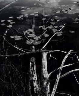 Michael Rubin
(American, 20th century)
Fallen Lodgepole Pine  , 1978