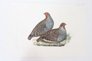 P J Selby, Hand-Colored Engraving, Partridges 19th