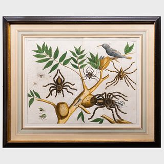 Attributed to Albertus Seba (1665-1736): Spiders