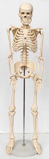 Anatomical Model of a Human Skeleton