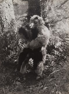 Edward Curtis, Untitled (Variant of The Bear Costume - Nootka), 1915