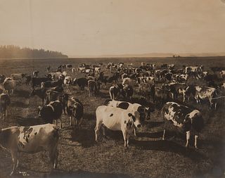 Edward Curtis, Dairy Herd, Puget Sound