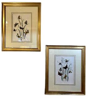 Pair of Botanicals in Gilt Frames