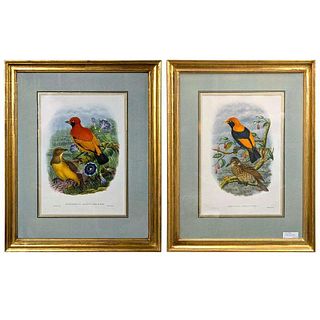 Pair of Framed Bird Lithographs