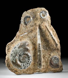 Massive Slab w/ Fossilized Orthoceras & Ammonites