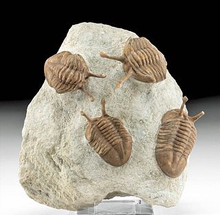 Fossilized Neoasaphus Kowalewskii Trilobites in Matrix