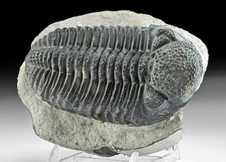 Large Fossilized Trilobite - Drotops Megalomanicus