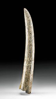 Fossilized Stegodon Trigonocephalus Tusk