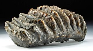 Large Fossilized Stegodon Tooth