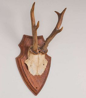 Black Forest Roe Deer Antlers c1920