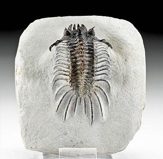 Fossilized Acastidae Phylonix Trilobite w/ Stone Matrix