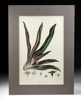 Van Nooten - "Boot Lily" Chromolithograph, ca. 1863