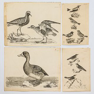 Group of Black and White Ornithological Prints