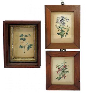 Three Framed Flower Watercolors