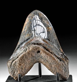 Fine Fossilized Megalodon Tooth