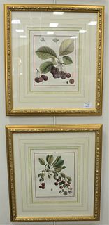 Eight Piece Group of Botanical Engravings with hand coloring from "Traite Des Arbes Fruitiers" to include one after Claude Aubriet, four after Louise 