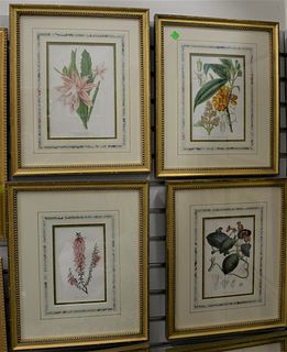 Group of Eleven Framed Botanical Prints, to include a pair of lithographs in colors of lilies; one after Vershaffelt, "Lapageria Rosea", lithograph wi