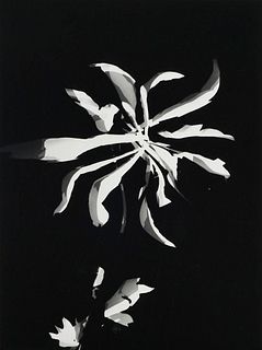 Moholy-Nagy, László Blumenphotomonogramm. Späterer Abzug von 1994. Photogramm auf Photopapier. 26,6 x 19,8 cm (40 x 30 cm). Verso mit Nachlaßstempel, 