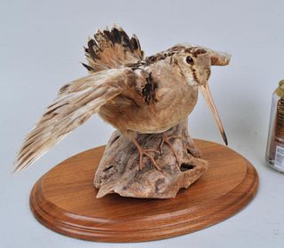 Woodcock Taxidermy Trophy Mount