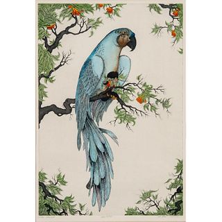 Framed Dan Mitra Color Engraving, Blue Parrot, Signed