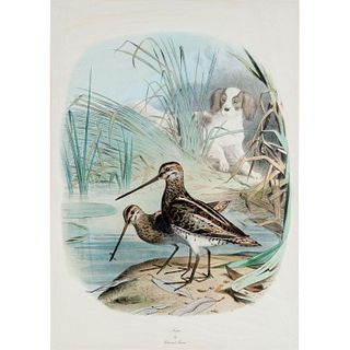 Framed Edouard Travies Lithograph, Snipe