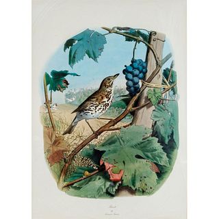 Framed Edouard Travies Lithograph, Thrush