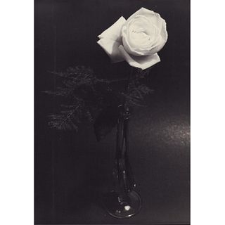 Gelatin Silver Print, A Single Rose
