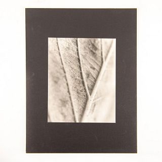 Gelatin Silver Print, Leaf