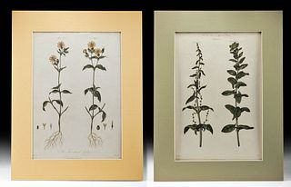 2 British Thornton Botanical Engravings, 1804 & 1805