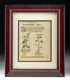 German Hand-Colored Woodcut Herbal Nettle ca. 1545