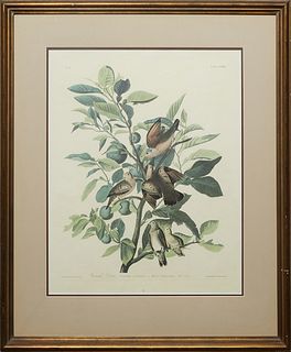 John James Audubon (1785-1851), "Ground Dove, Columba Passerina," No. 37, Plate 182, Amsterdam edition, presented in a gilt frame, H.- 28 1/2 in., W.-