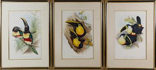 Three Hand Colored Lithographs of Toucans, circa 1854