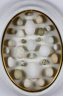 Oval Frame Shadowbox of Specimen Eggs