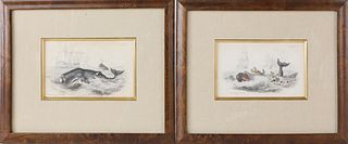 Pair of Whaling Lithographs, "The Spermaceti Whale - Beale"