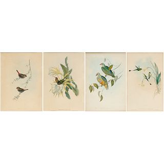 John Gould & H.C. Richter, (4) avian lithographs