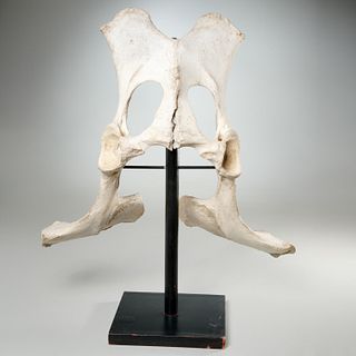 Large mounted animal pelvic bone specimen