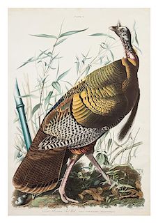 * John James Audubon, (American, 1785-1851), Great American Cock, Male - Vulgo (Wild Turkey), Meleagris Gallopavo, plate 1 (from