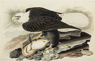 John James Audubon, (American, 1785-1851), White-headed Eagle, Falco Leucocephalus. Linn, Male. Yellow Cat-fish, plate XXXI, no.