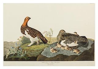 John James Audubon, (American, 1785-1851), Willow Grous or Large Ptarmigan, Tetrao Saliceti, plate CXCI, no. 39 (from The Birds