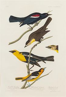 * John James Audubon, (American, 1785-1851), Nuttal's Starling, Yellow-Headed Troopial, Bullock's Oriole, plate CCCLXXXVIII, no.